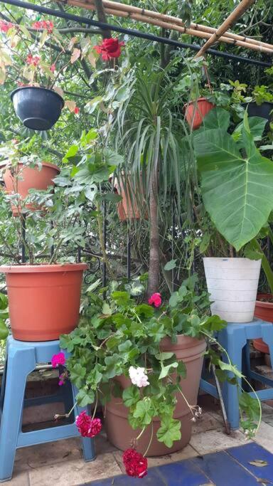 La Terraza Del Pochote Oaxaca Екстериор снимка